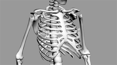 Rotation Of 3d Skeletonribschestanatomyhumanmedicalbodyskull
