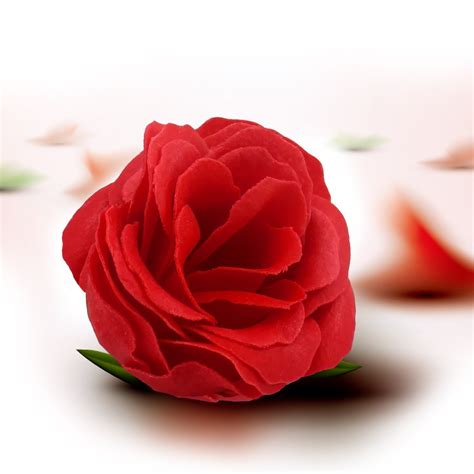 Check spelling or type a new query. 21 Best Gift Ideas For Your Love This Rose Day