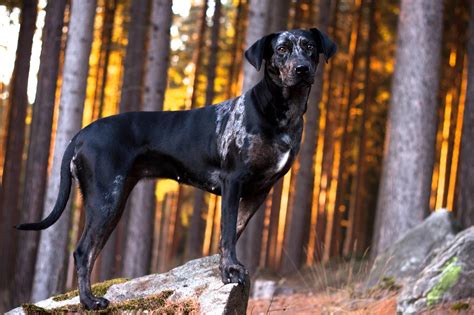 Louisiana catahoula leopard dog · el paso, tx. Louisiana Catahoula Leopard Dog
