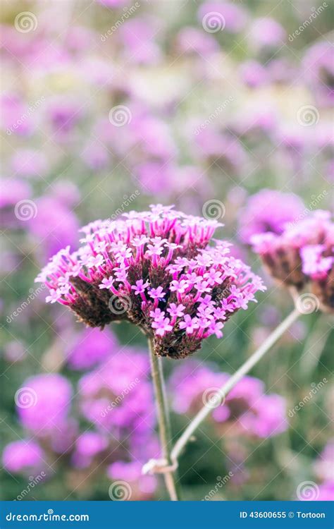 Purple Flowers On Beautiful Bokeh Stock Image Image Of Growth Field