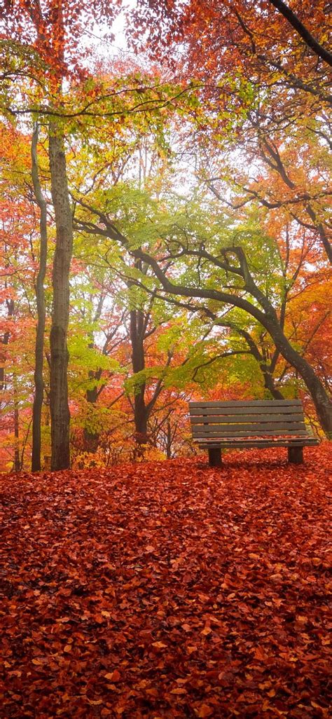 Sonbahar Ağaçlar Kırmızı Yapraklar Zemin Bank Park 1125x2436 Iphone