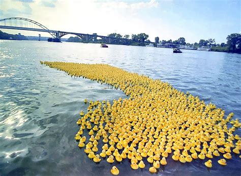 Remember When The Rubber Ducky Regatta Dumped 6000 Yellow Toys Into