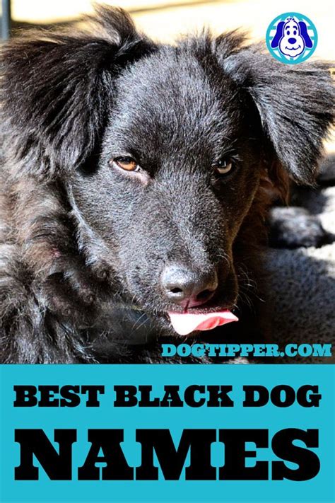 Black Dog Names Best Names And Their Meanings For Your New Dog