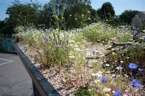 Image result for living roof uk | Green roof garden, Roof plants, Green roof planting