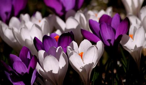Crocus Flower Meaning Symbolism And Colors Pansy Maiden