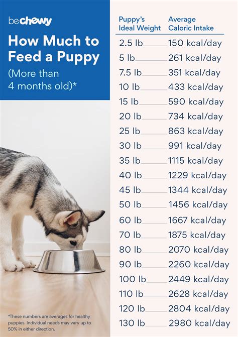 Puppy Feeding Guide How Much To Feed A Puppy Bechewy
