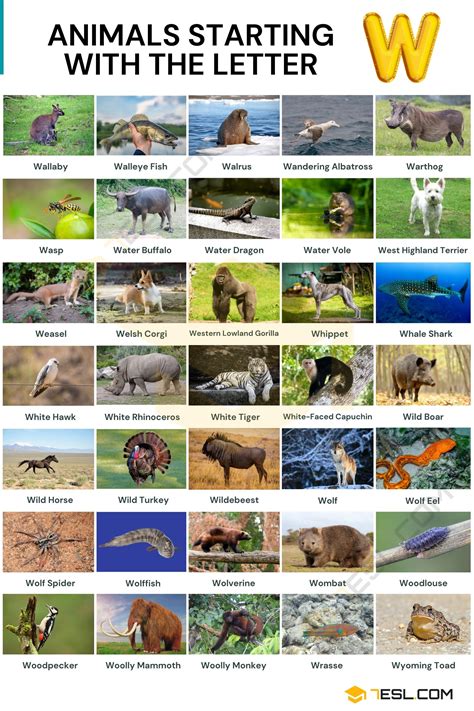Animals Name List A To Z Pdf