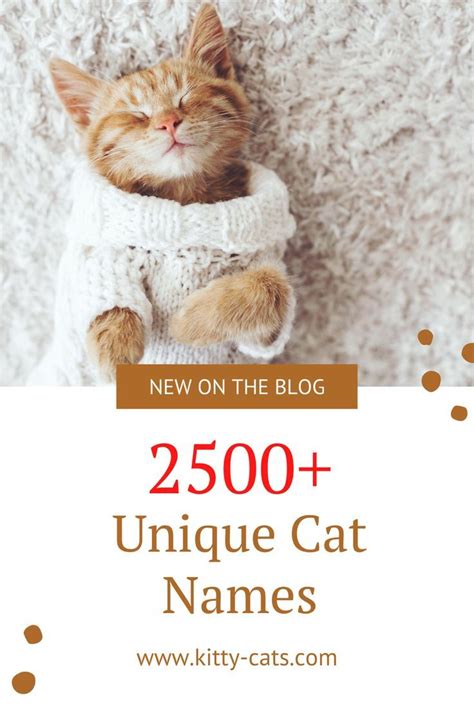 2500 Unique Cat Names For 2020 You Should Not Miss In 2020 Cute Cat