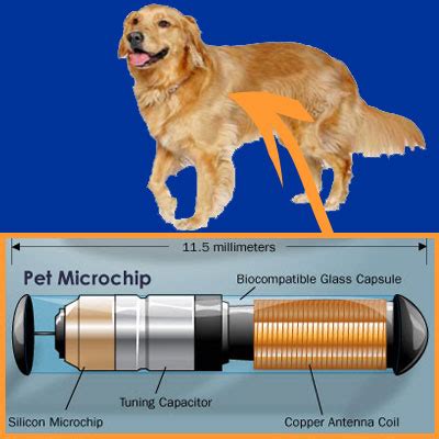 How much does a gps chip for dogs cost? Microchip para perros - Todo lo que debes saber
