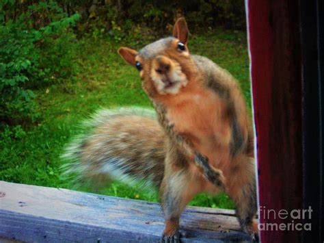 Nutty Squirrel Photograph By Shelly Wiseberg Pixels
