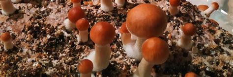 How To Grow Mushrooms On Coco Coir Substrate Grocycle