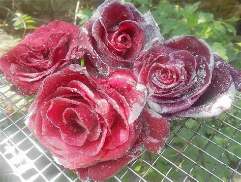 Sugar Coated Roses Crystallized Roses Edible Flowers Etsy