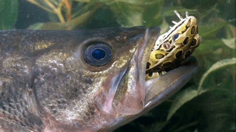 Poor frogs—so many animals like to eat them! What Bass Eat? FROGS | Bass Angler Magazine