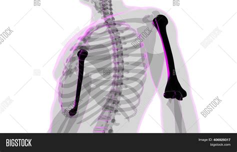 Human Skeleton Anatomy Image And Photo Free Trial Bigstock