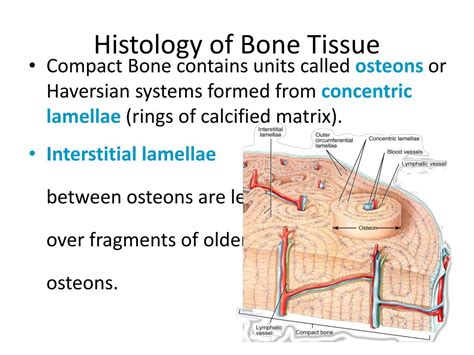 Cross Section Of Bone Tissue