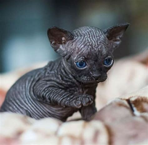Pin By Dianne Bowman On Cats Sphynx Cat Gorgeous Cats Sphynx Kitten