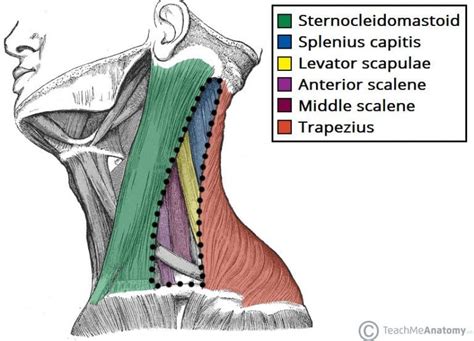 Posterior Triangle Of The Neck Subdivisions Teachmeanatomy