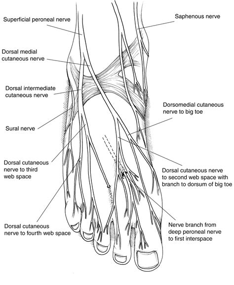 Nerve Anatomy Foot