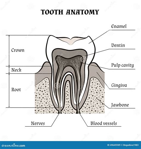 Tooth Anatomy In Grunge Texture Stock Photo 22901754