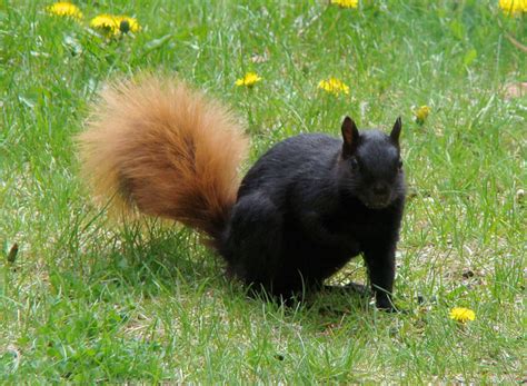 Red Tailed Black Squirrel Natural History