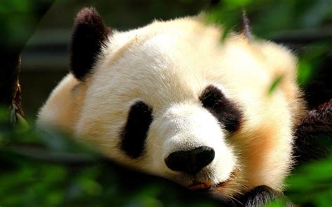 Descargar Fondos De Pantalla Panda El Bozal Osos Animales Divertidos