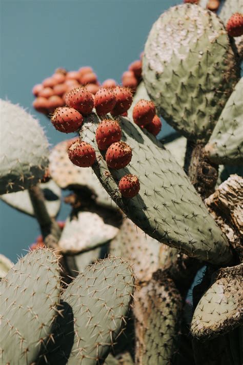 But i also would like to know if there is somewhere that i can buy the prickly pear cactus? INSTANT DOWNLOAD PRINT, Prickly Pear Art Print, Nature ...