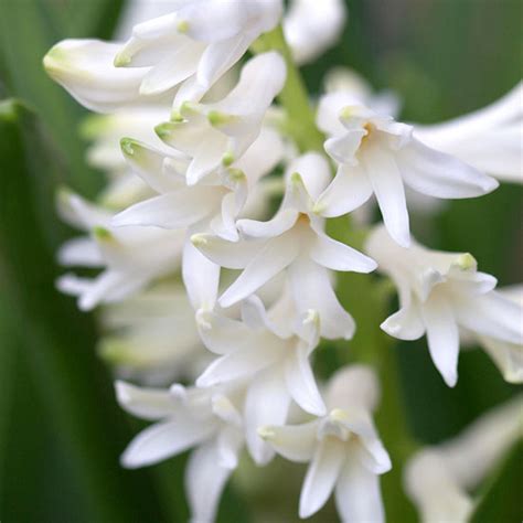 Tiny spring bulbs & flowers. The Best Fragrant Spring-Flowering Bulbs for Your Garden