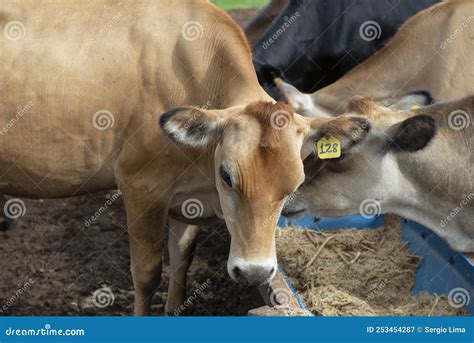 Cows Eating From Trough Made Of Blue Plastic Barrels Stock Image