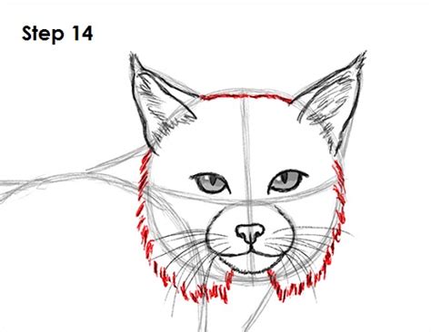 How to draw a cat. How to Draw a Bobcat