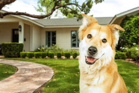 Happy Dog In Front Of Beautiful Home Stock Photo Image Of Summer