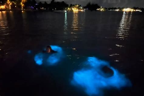 Private Bioluminescence Tour 2024 Grand Cayman Viator