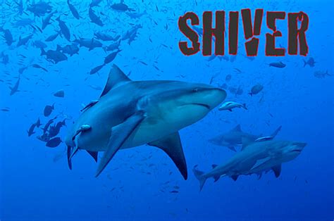 The Best Shark Dive In The World A Fever Of Stingrays Video