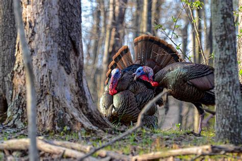 West Virginia Hunters Harvest 1038 Fall Turkeys