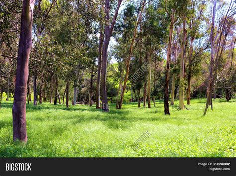 Lush Green Meadow Image And Photo Free Trial Bigstock