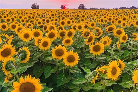 Popular Sunflower Farm In Ontario Is Opening A Second Location