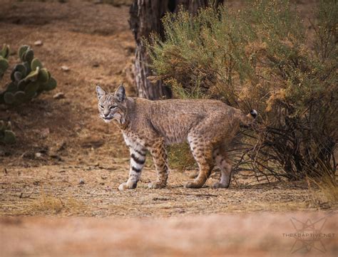 Photo Feature Bobcat In Northeast Scottsdale Arizona The Adaptive