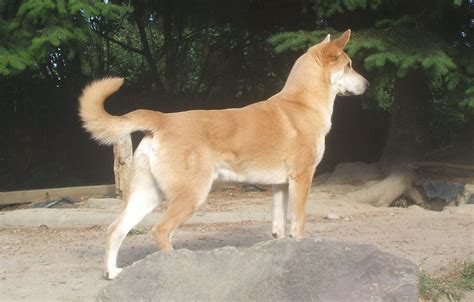 chinook dog  big dog breeds