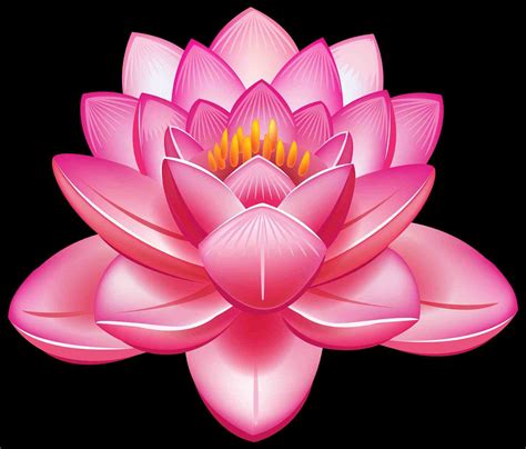 Japanese Lotus Wallpapers Top Free Japanese Lotus Backgrounds