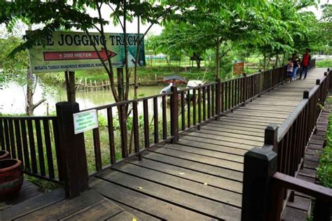 Hutan Mangrove Wonorejo Ekowisata Hutan Bakau Indah Di Surabaya