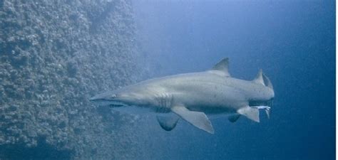Grey Nurse Shark Encounters Dive In Australia