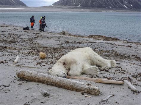 Cruise Ship Guards ‘tried To Scare Polar Bear Away Before Killing It
