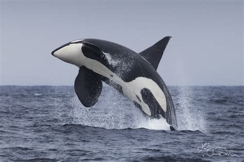 Breaching Orca Whale By Chase Dekker Photo 61686485 500px