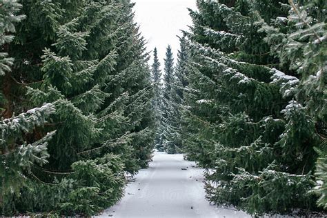 Tall Pine Trees On Either Side Of A Snow Covered Road By Stocksy