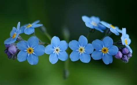 Nature Forget Me Not Hd Wallpaper