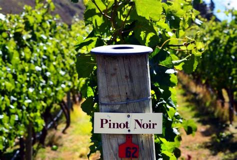 Willamette Valley Wineries Where To Try Oregon Pinot Noir Savored Sips