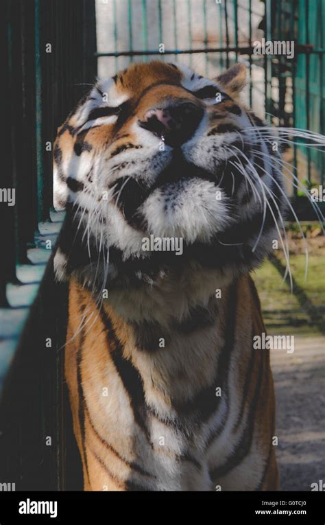 Tiger Behind Bars Stock Photo Alamy