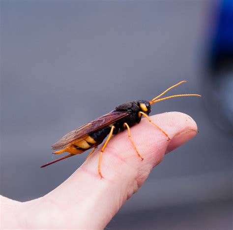 Giant Wood Wasp I Found This Beast While Working On The St Flickr