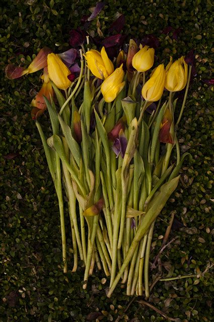 Tulips Wilting Close Up View Of Arranged Tulips Wilting An Flickr