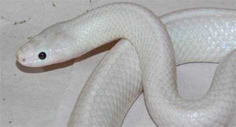 Sixty years after the brown tree snake was introduced to guam, the islanders are battling an infestation that threatens the whole ecosystem. Rare white snake found in Australia - Education Today News
