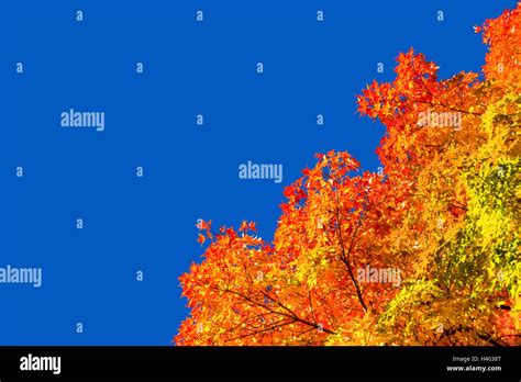 Canada Maple Autumn Landscape Hi Res Stock Photography And Images Alamy